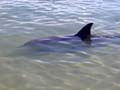 Dolphins WA